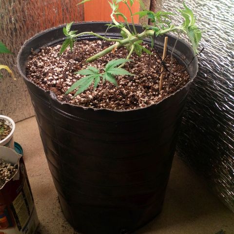 Planta 1 growlog timeline photo