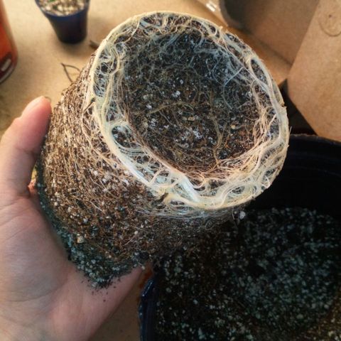 Planta 1 growlog timeline photo
