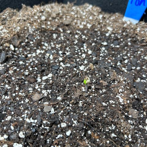 Orion F1 Hybrid growlog photo: No changes with Orion, seed still has yet to fall off, has gotten a little taller though 
Temp 70.8
Hum 72%