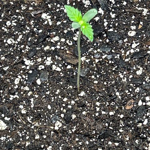 Northern Light growlog photo: Temp 82.2
Hum 48%