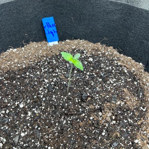 Northern Light growlog photo: Temp 70.1
Hum 67%