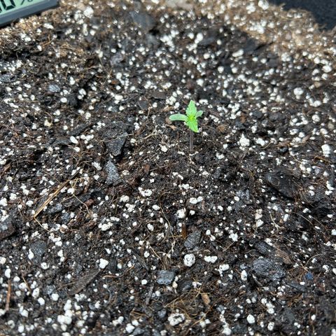 Orion F1 Hybrid growlog photo: Temp 70.1
Hum 66%
