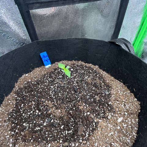 Northern Light growlog photo: Temp 69.8
Hum 75%