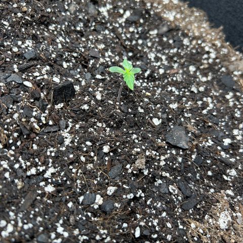 Orion F1 Hybrid growlog photo: Temp 69.8
Hum 73%