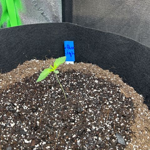 Northern Light growlog photo: Temp 79.5
Hum 46%