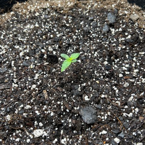 Orion F1 Hybrid growlog photo: Temp 79.5
Hum 45%