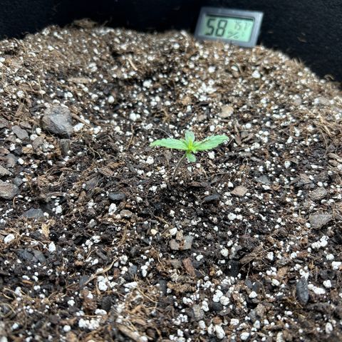 Orion F1 Hybrid growlog photo: *cat got ahold of and tore hole in leaf and uprooted*
Temp 75.5
Hum 57%