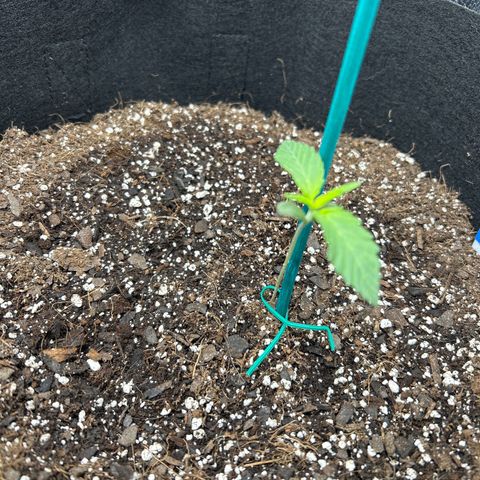 Northern Light growlog photo: Added stake to keep it from falling over, not strong enough stem*
Temp 75
Hum 57%