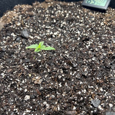 Orion F1 Hybrid growlog photo: Temp 77.3
Hum 65%