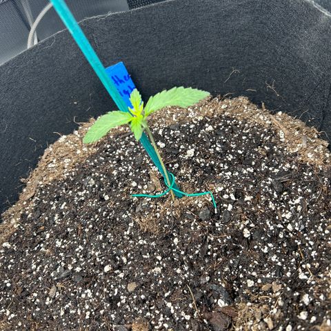 Northern Light growlog photo: Temp 77.5
Hum 66%