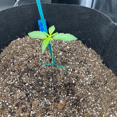 Northern Light growlog photo: Temp 76.1
Hum 61%