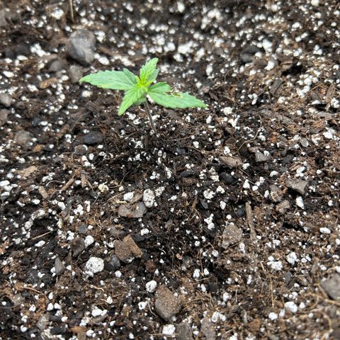 Orion F1 Hybrid growlog photo: Temp 76.2
Hum 61%