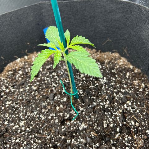 Northern Light growlog photo: Temp 78.0
Hum 48%