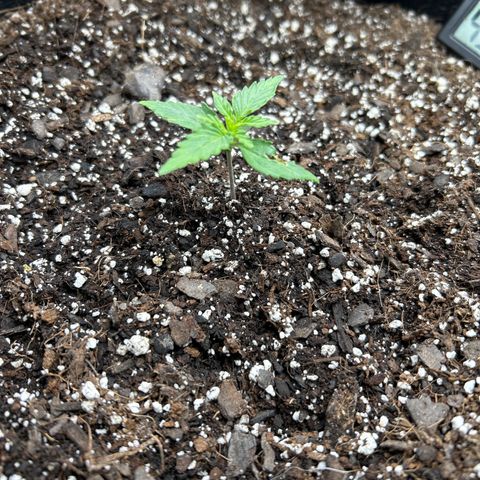 Orion F1 Hybrid growlog photo: Temp 81.3
Hum 45%