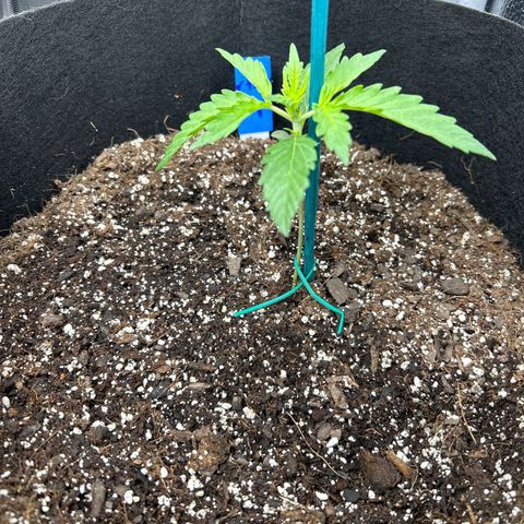 Northern Light growlog photo: Temp 81.3
Hum 45%