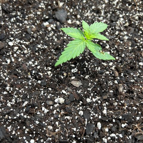 Orion F1 Hybrid growlog photo: Temp 69.8
Hum 69%