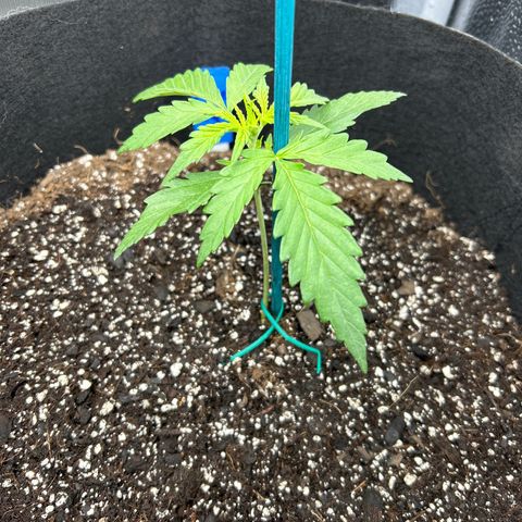Northern Light growlog photo: Temp 70.3
Hum 65%