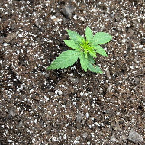 Orion F1 Hybrid growlog photo: Temp 72.3
RH 64%
