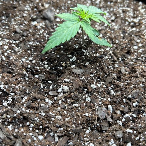 Orion F1 Hybrid growlog timeline photo