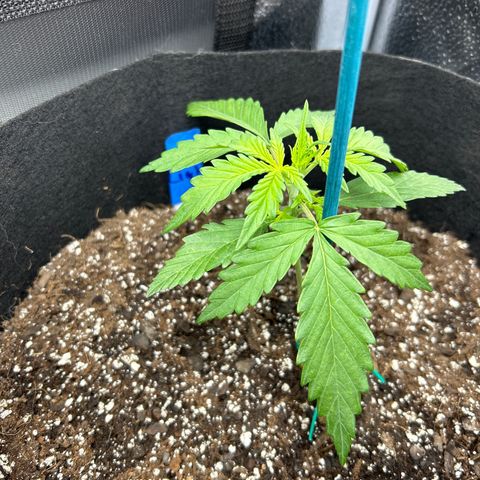 Northern Light growlog photo: Temp 73.2
RH 60%