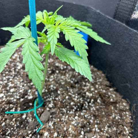 Northern Light growlog photo: Temp 73.2
RH 60%