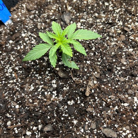Orion F1 Hybrid growlog photo: Temp 78.6
Hum 51%