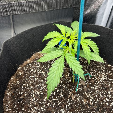 Northern Light growlog photo: Temp 78.6
RH 51%