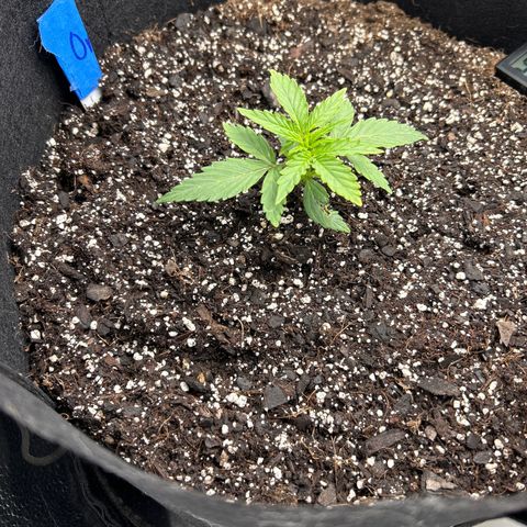 Orion F1 Hybrid growlog photo: Temp 79.8
RH 55%