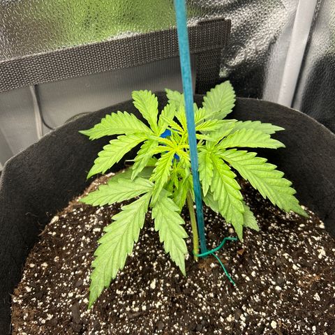 Northern Light growlog photo: Temp 79.8
RH 55%