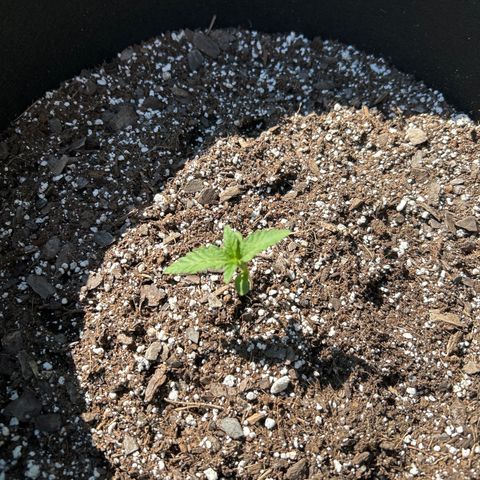 Medusa growlog timeline photo