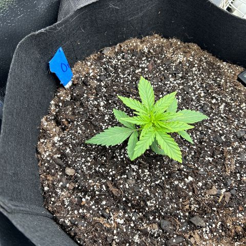 Orion F1 Hybrid growlog photo: Temp 78.2
RH 53%