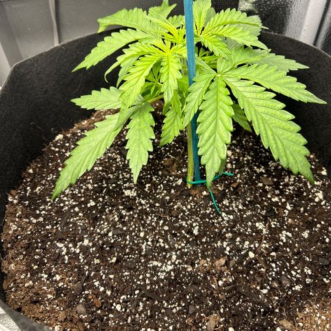 Northern Light growlog photo: Temp 78.2
RH 52%