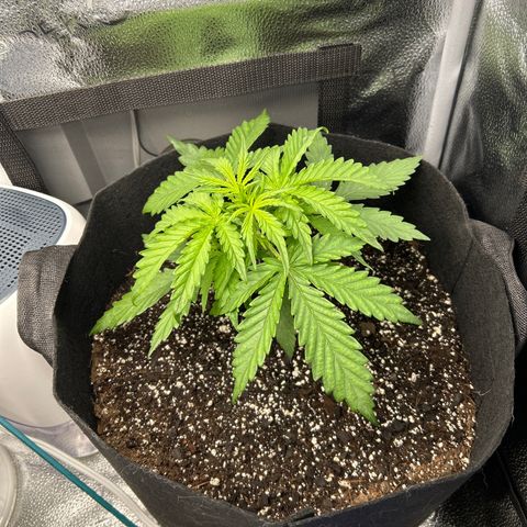 Northern Light growlog photo: Temp70.8
RH 75%