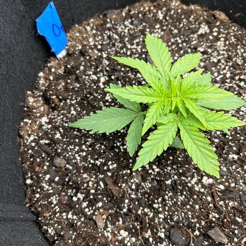 Orion F1 Hybrid growlog photo: Temp 70.8
RH 75%