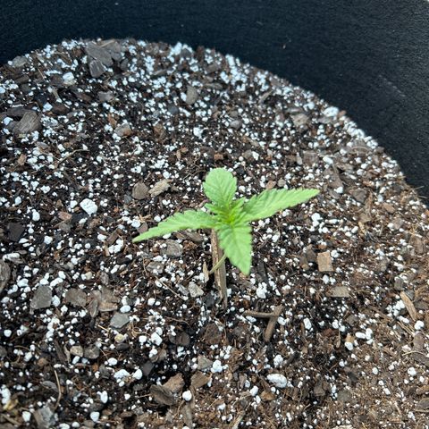 Medusa growlog timeline photo