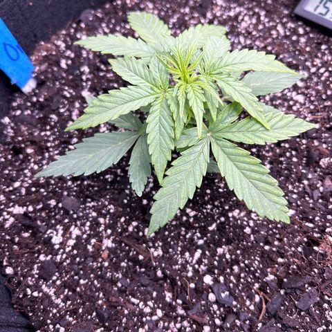 Orion F1 Hybrid growlog photo: Temp 69.8
RH 75%