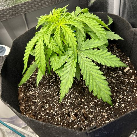 Northern Light growlog photo: Temp 69.8
RH 75%
Little droopy today coming off the dark cycle
Noticed a couple curling ends, hoping not nitrogen tox. Keeping a close eye 