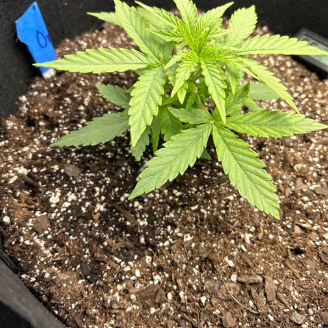 Orion F1 Hybrid growlog photo: Temp 79.1
RH 56%