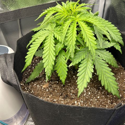 Northern Light growlog photo: Temp 79.1 
RH 56%