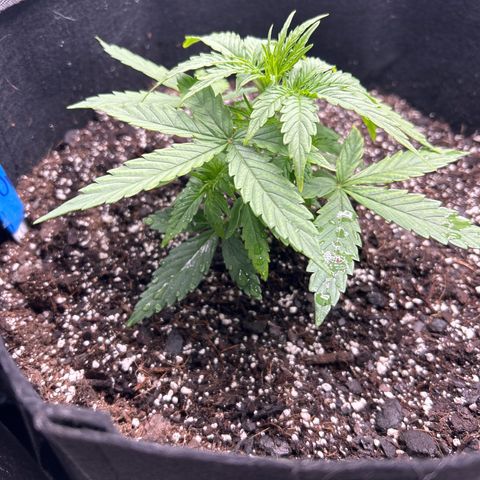Orion F1 Hybrid growlog photo: Temp 76.8
RH 48%