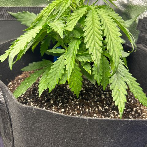 Northern Light growlog photo: Temp 76.8
RH 60%