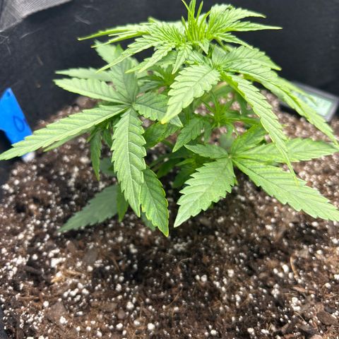 Orion F1 Hybrid growlog photo: Temp 72.5
RH 70%
Adjusted Nute Solution today