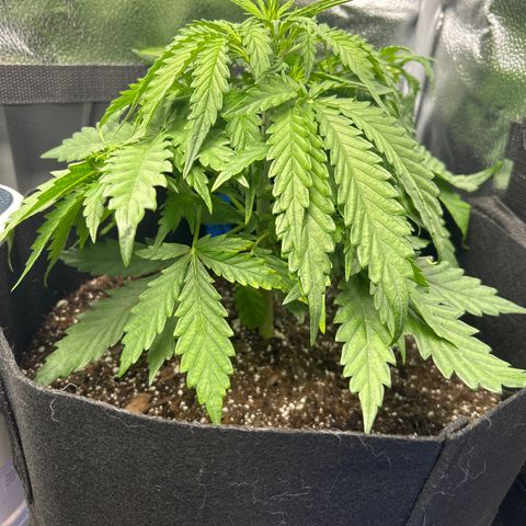 Northern Light growlog photo: Temp 72.8
RH 70%
Adjusted Nute solution today