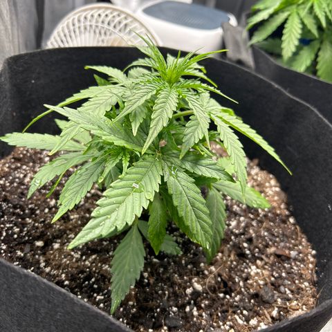 Orion F1 Hybrid growlog photo: Temp 81.5
RH 51%