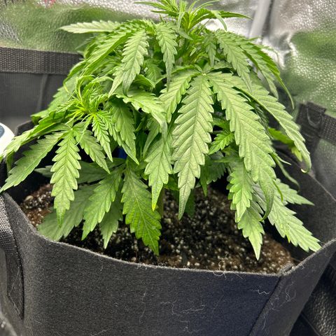 Northern Light growlog photo: Temp 81.2
RH 52%