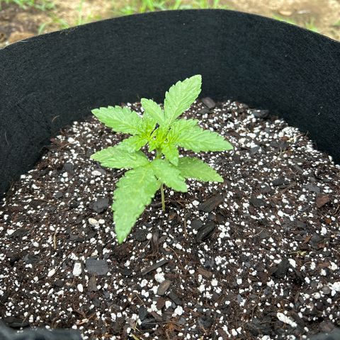 Medusa growlog timeline photo