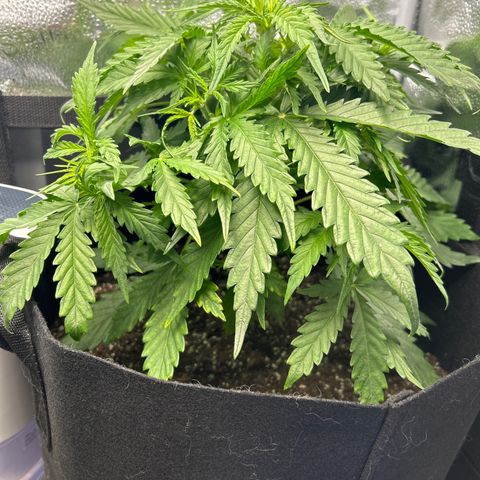 Northern Light growlog photo: Temp 76.8
RH 68%