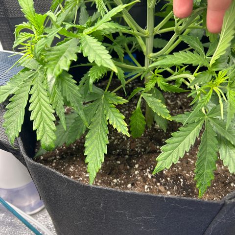 Northern Light growlog photo: Temp 76.8
RH 68%