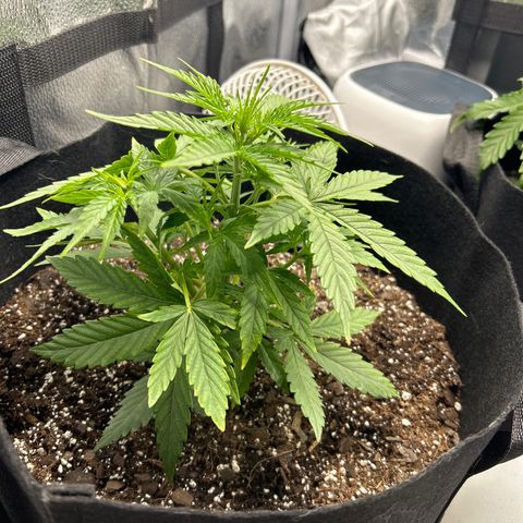Orion F1 Hybrid growlog photo: Temp 76.8
RH 70%