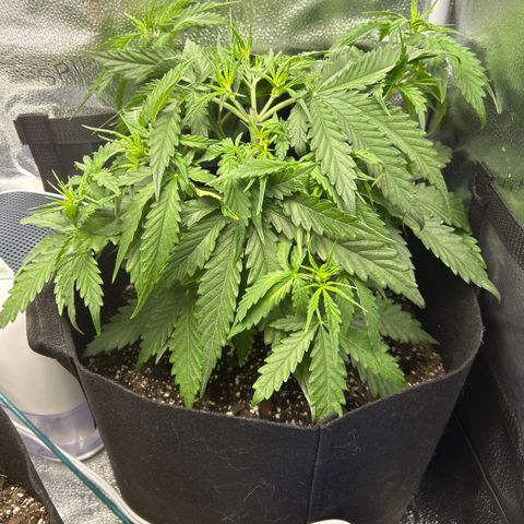 Northern Light growlog photo: Temp 78.6
RH 63%